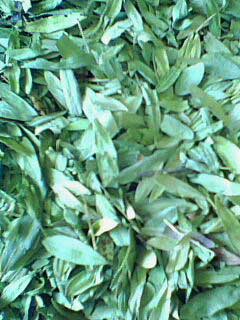 Manufacturers Exporters and Wholesale Suppliers of Senna Leaves Sojat 